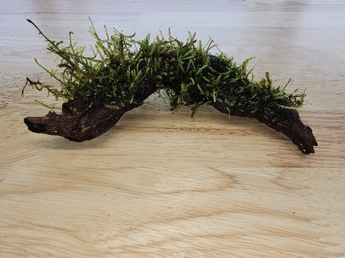 Live Moss Driftwood product image 9