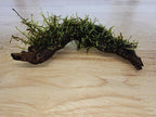 Live Moss Driftwood product image 9