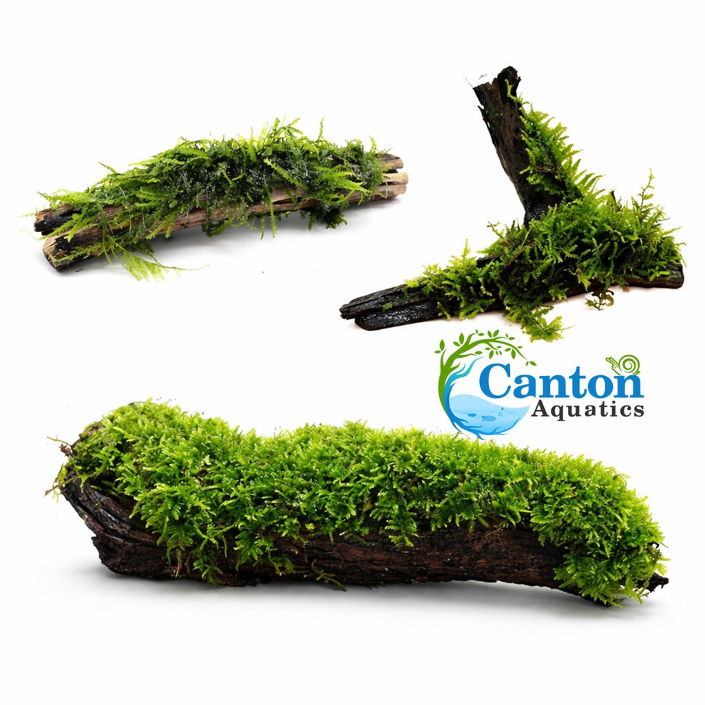 Live Moss Driftwood product image 11