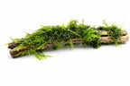 Live Moss Driftwood product image 12