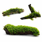 Live Moss Driftwood product image 13