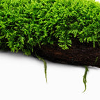 Live Moss Driftwood product image 15