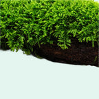 Live Moss Driftwood product image 16
