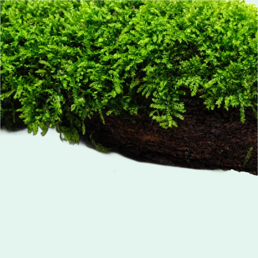 Live Moss Driftwood product image 16
