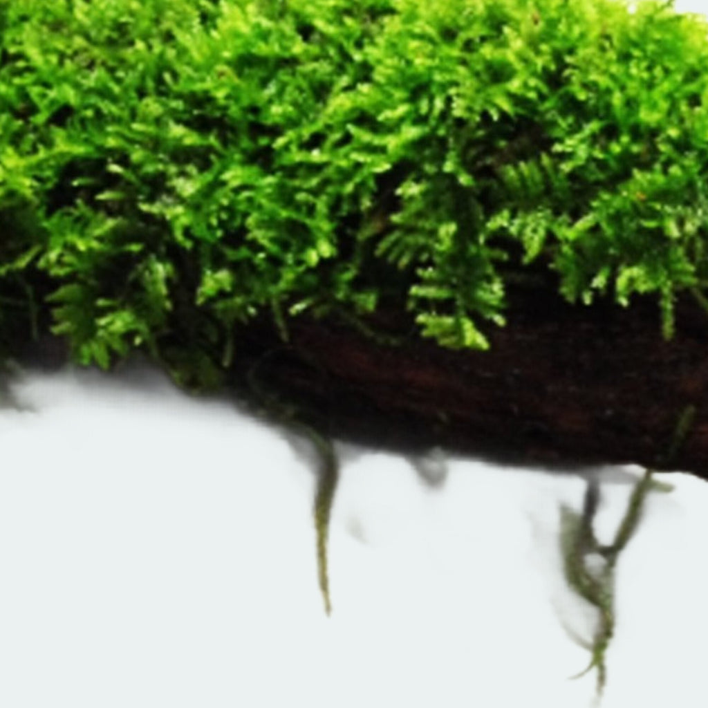 Live Moss Driftwood product image 17