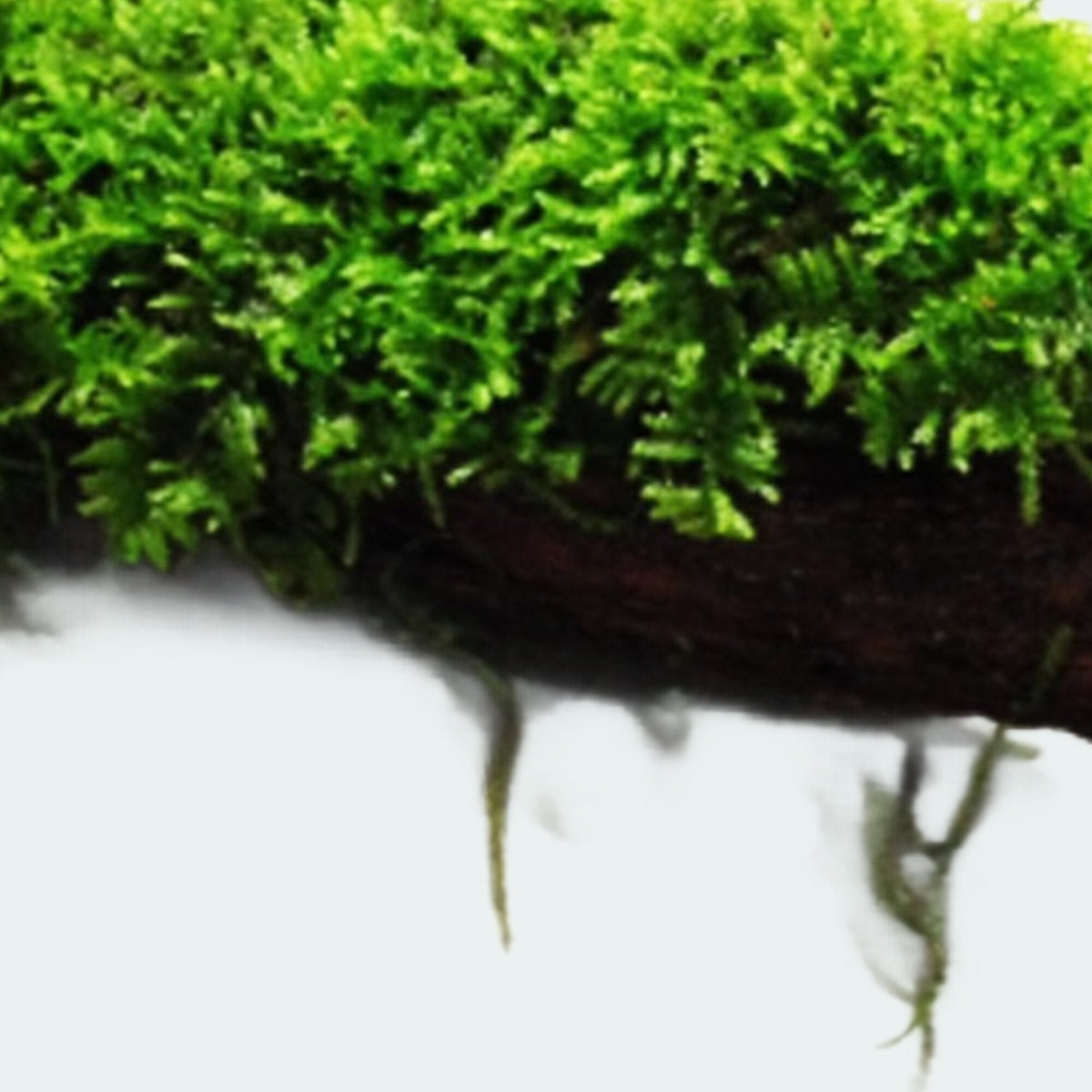 Live Moss Driftwood product image 17