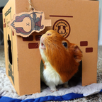 Guinea Pig Cardboard Hideout product image 2