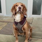 Dog Harness product image 6