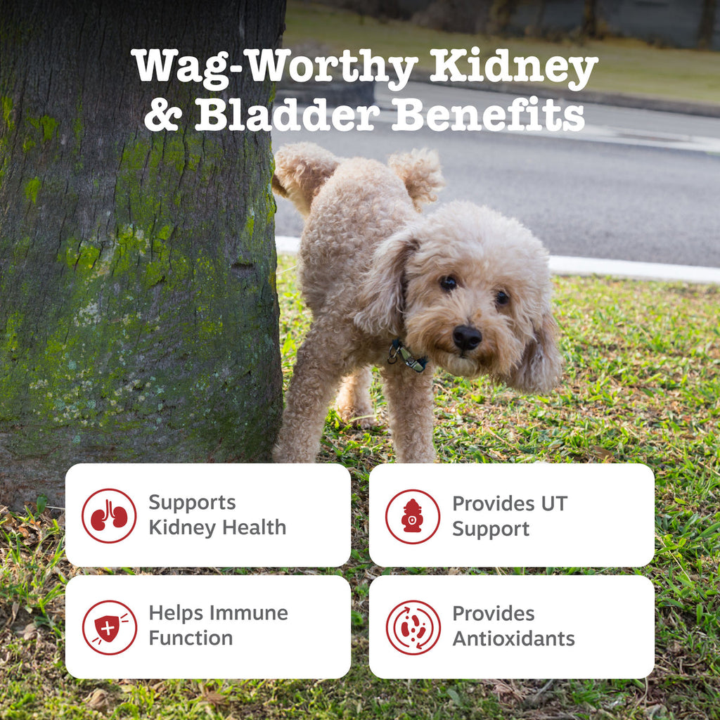 Urinary Tract Supplement product image 2