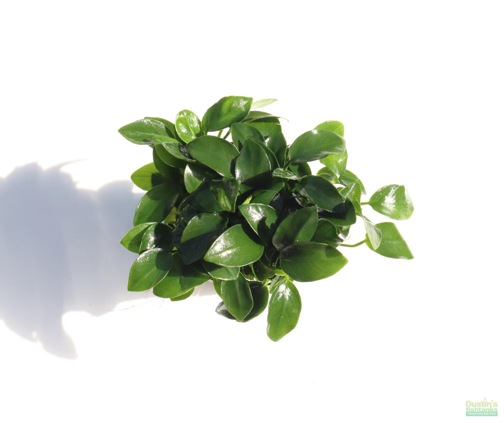 Live Anubias Nana Petite Aquarium Plant product image 16