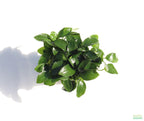 Live Anubias Nana Petite Aquarium Plant product image 16
