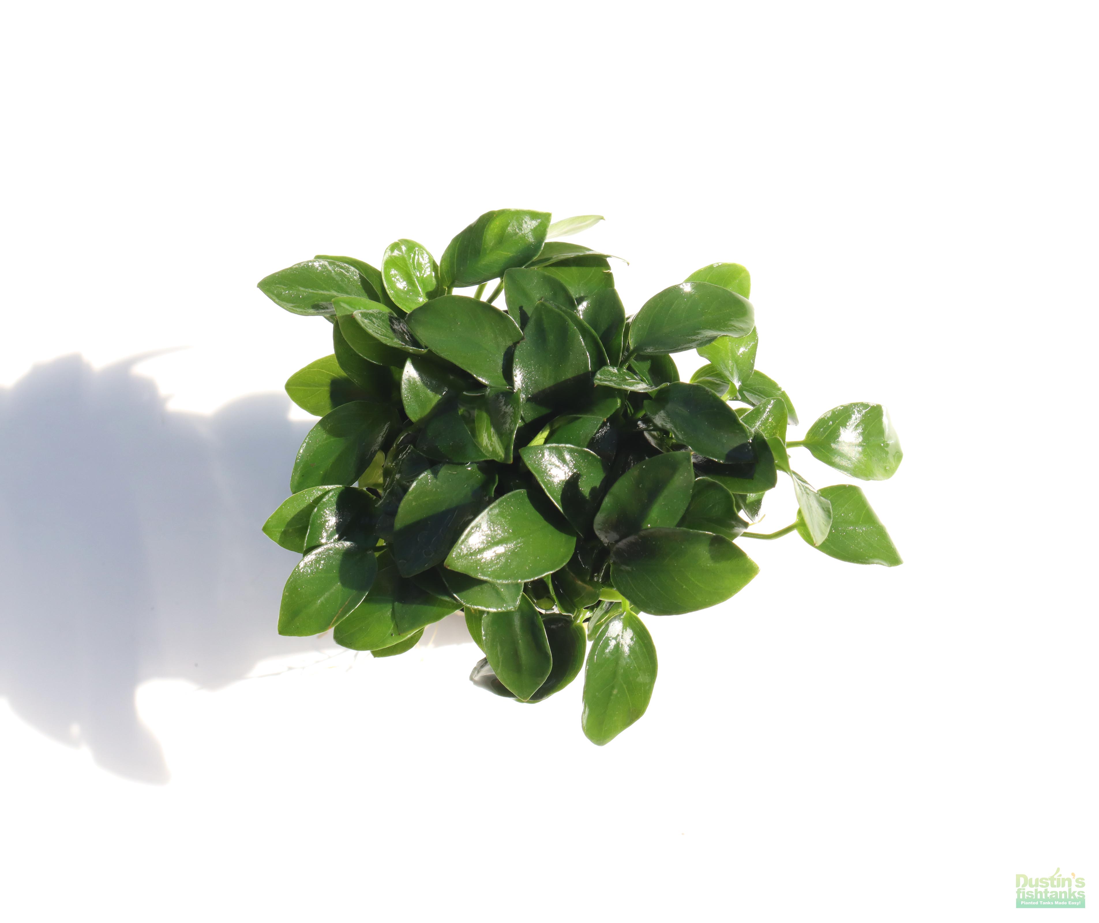 Live Anubias Nana Petite Aquarium Plant product image 16