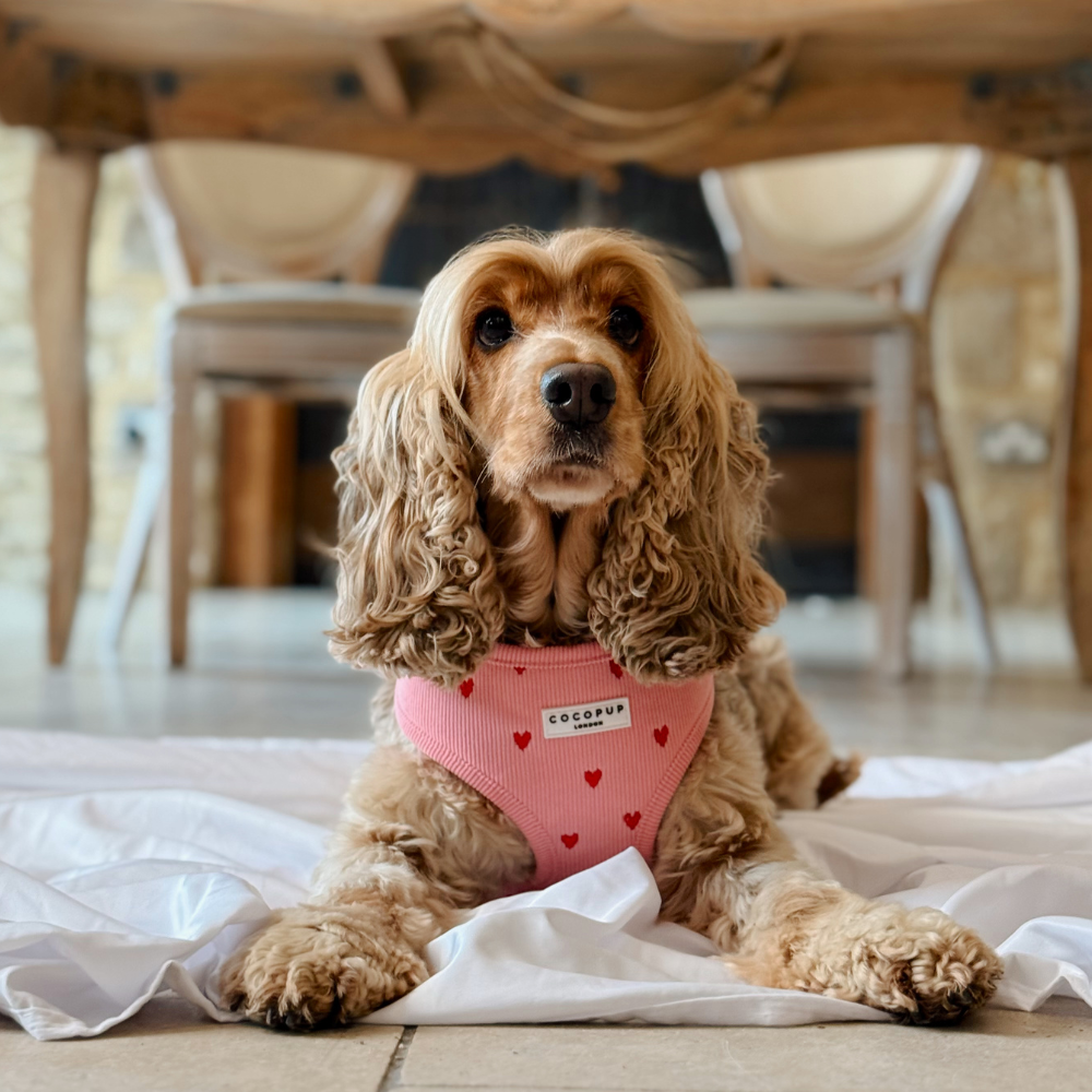 Adjustable Dog Harness product image 9