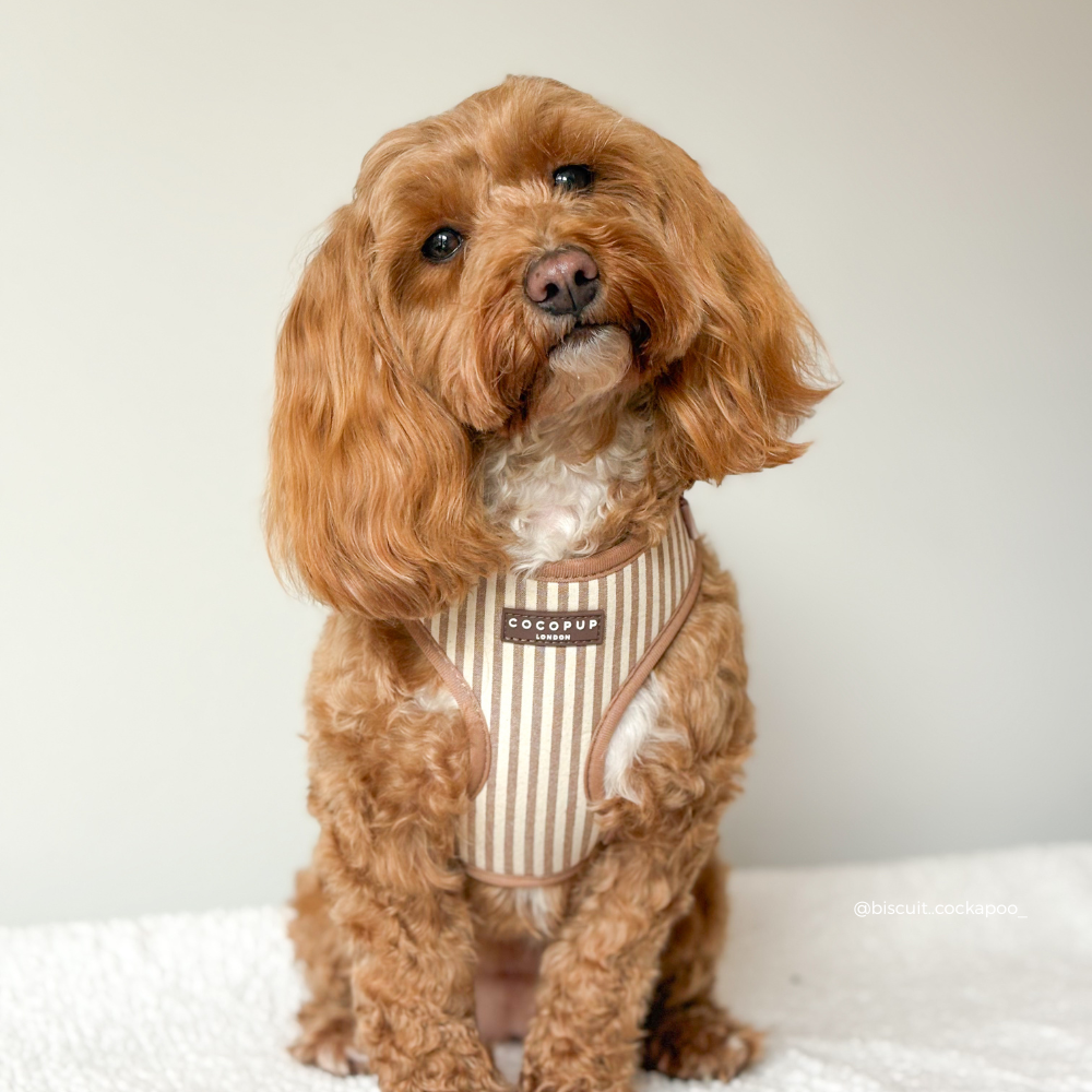 Adjustable Dog Harness product image 4