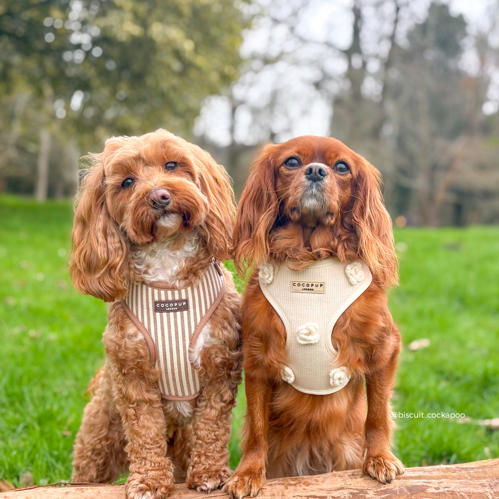 Adjustable Dog Harness product image 8