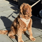Adjustable Dog Harness product image 11