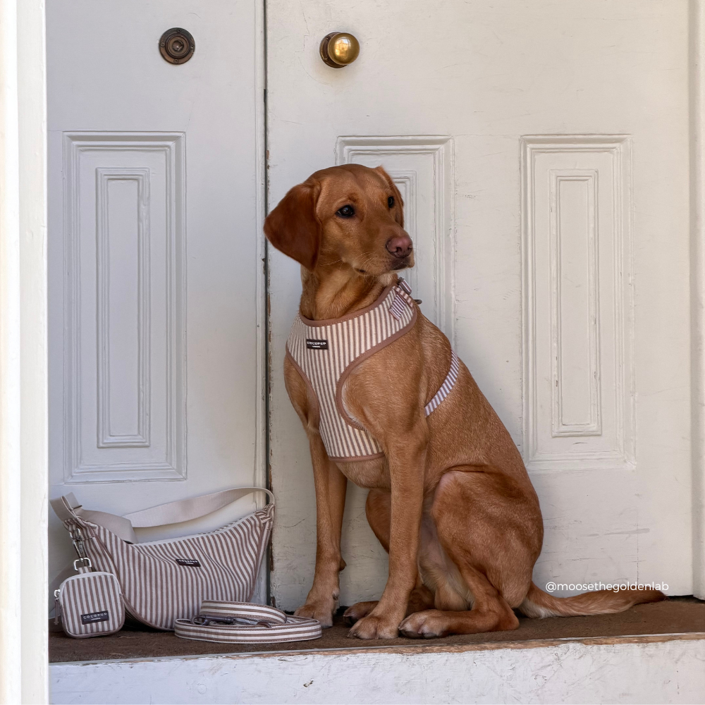 Adjustable Dog Harness product image 12