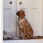 Adjustable Dog Harness product image 12