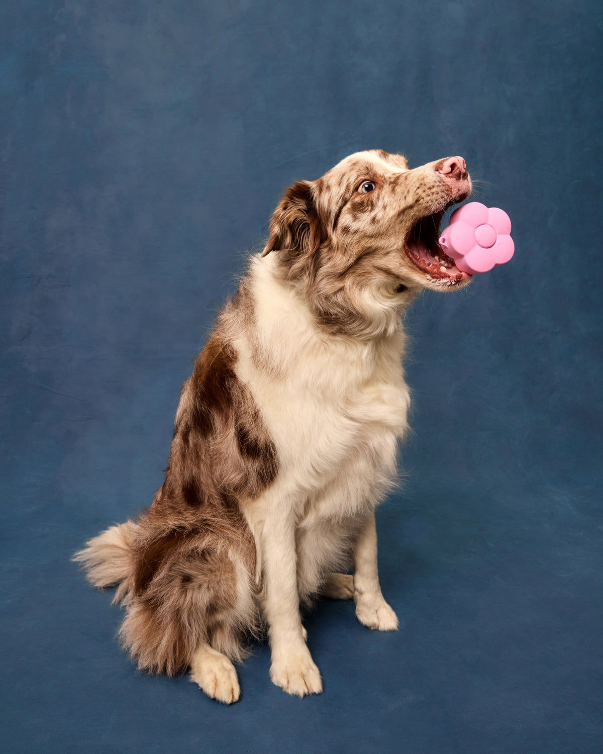 Dog Treat Pouch product image 9