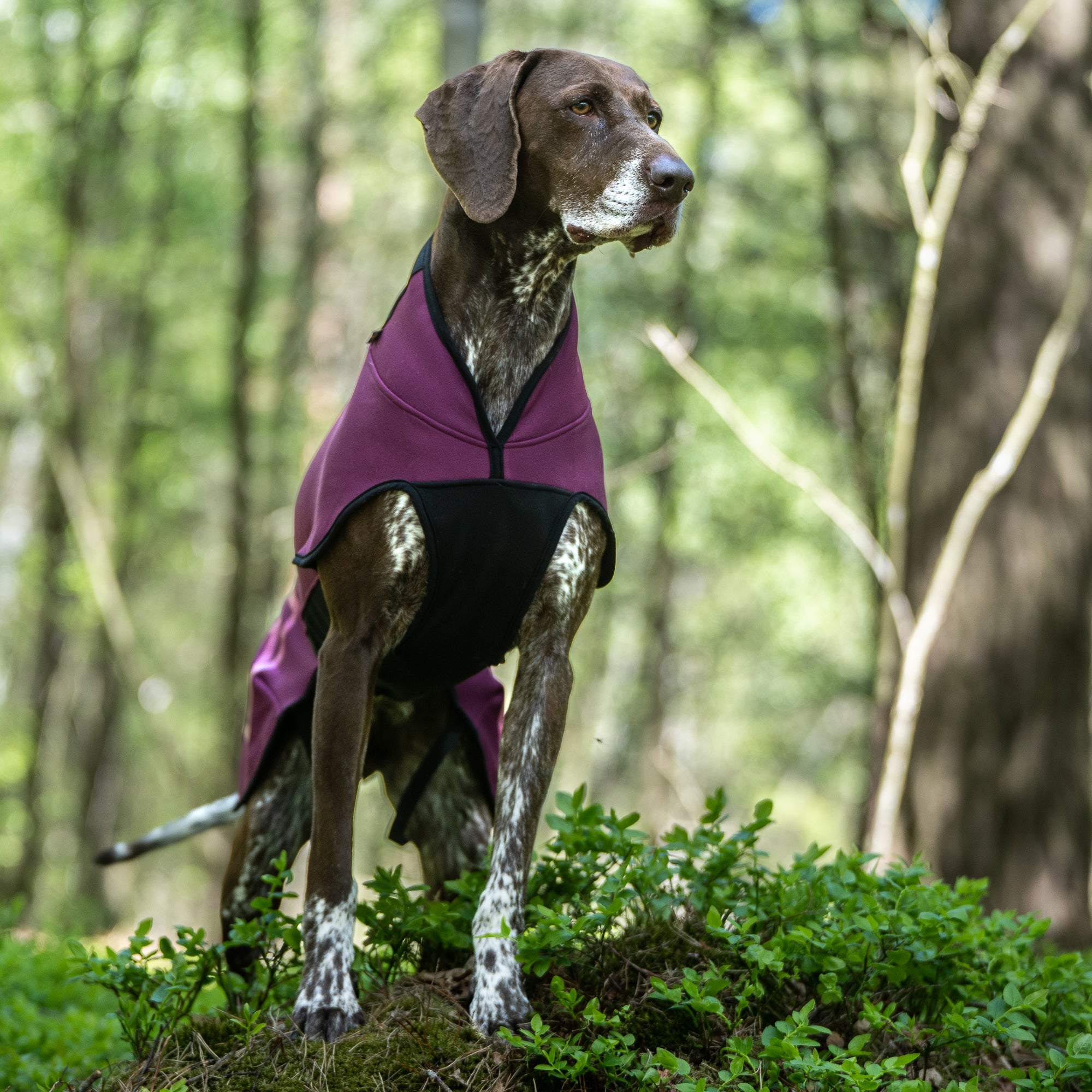 Dog Fleece Jacket product image 5