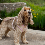 Adjustable Dog Harness product image 5