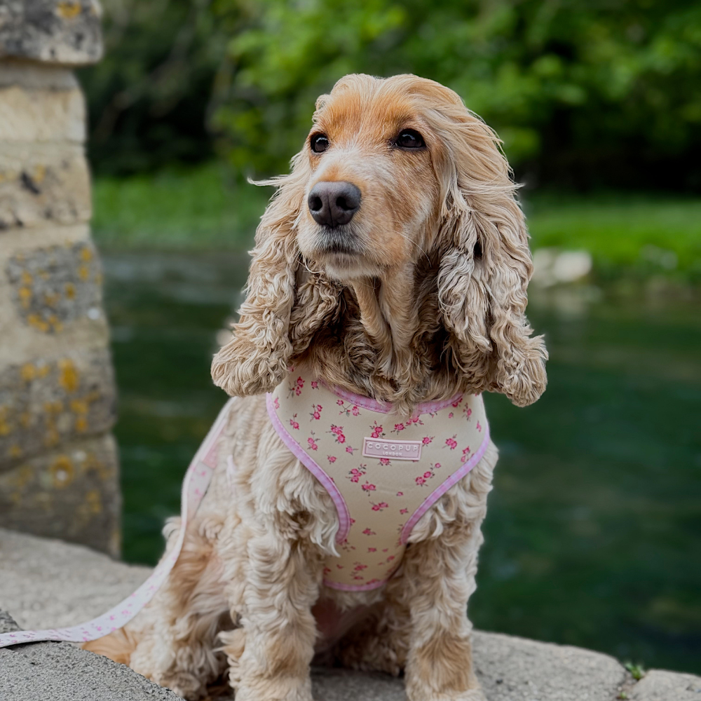 Adjustable Dog Harness product image 7