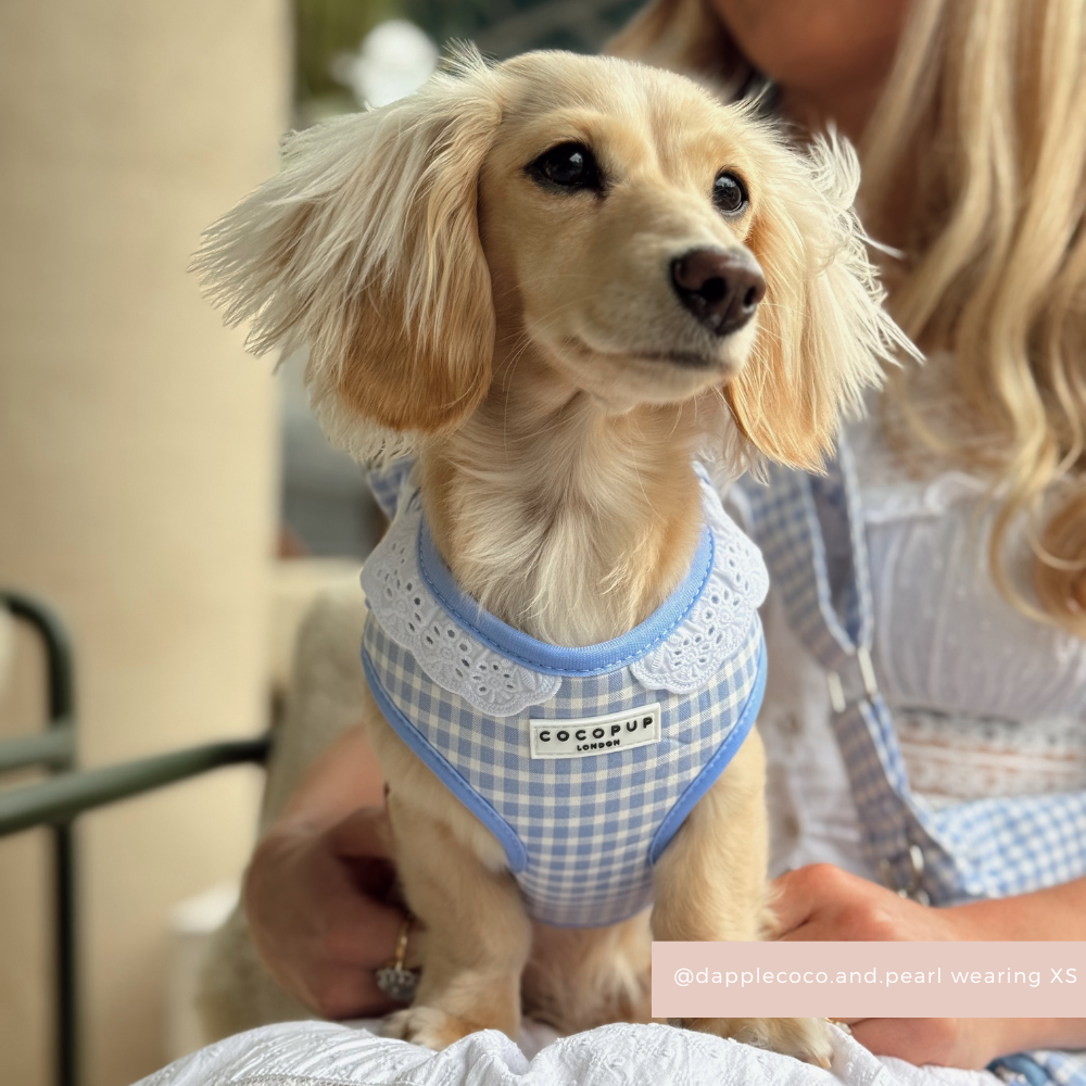 Adjustable Dog Harness product image 5