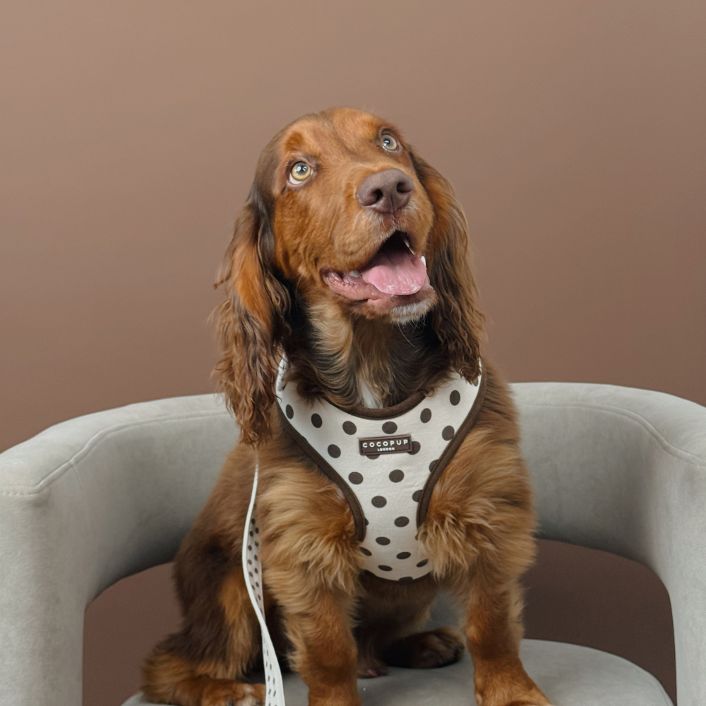 Adjustable Dog Harness product image 7