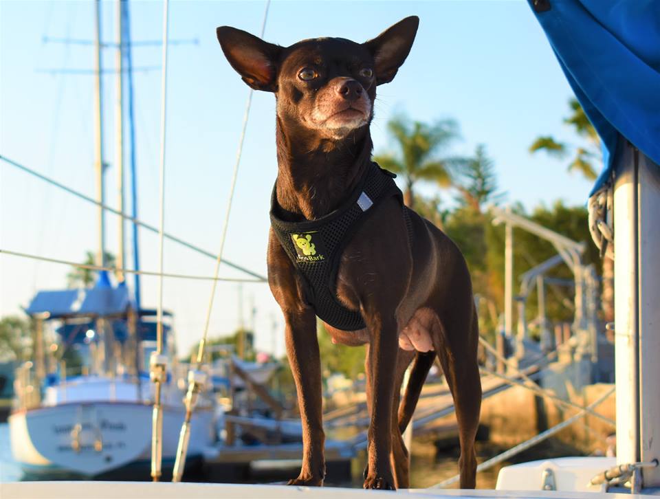 Dog Harness product image 13