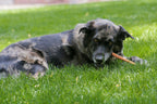 Bully Stick Dog Treats product image 5