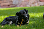 Bully Stick Dog Treats product image 6