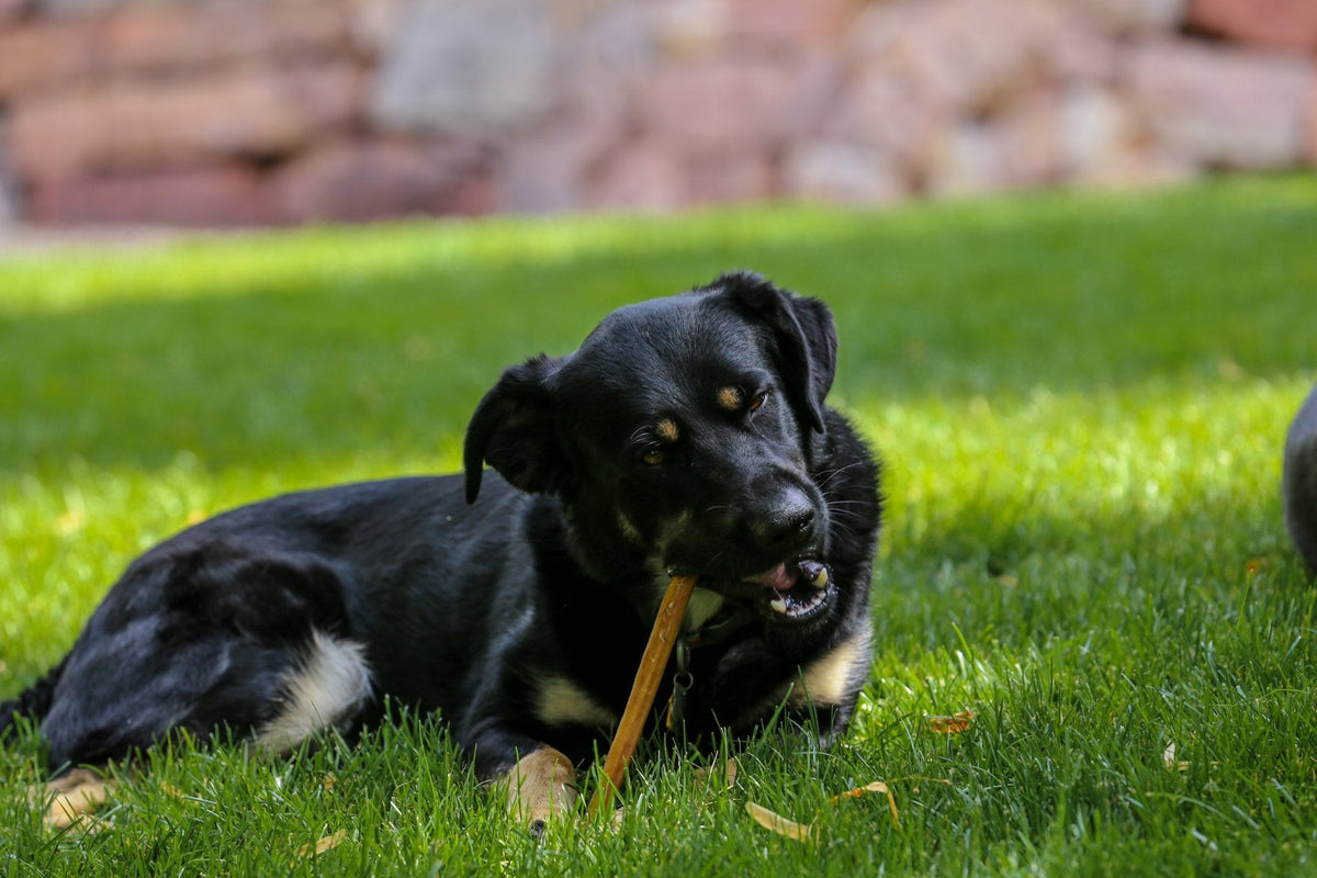 Bully Stick Dog Treats product image 6