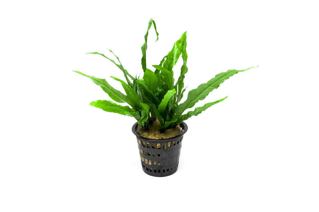 Live Aquarium Plant Mother Pot