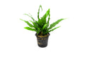 Live Aquarium Plant Mother Pot