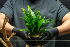 Live Aquarium Plant product image 2