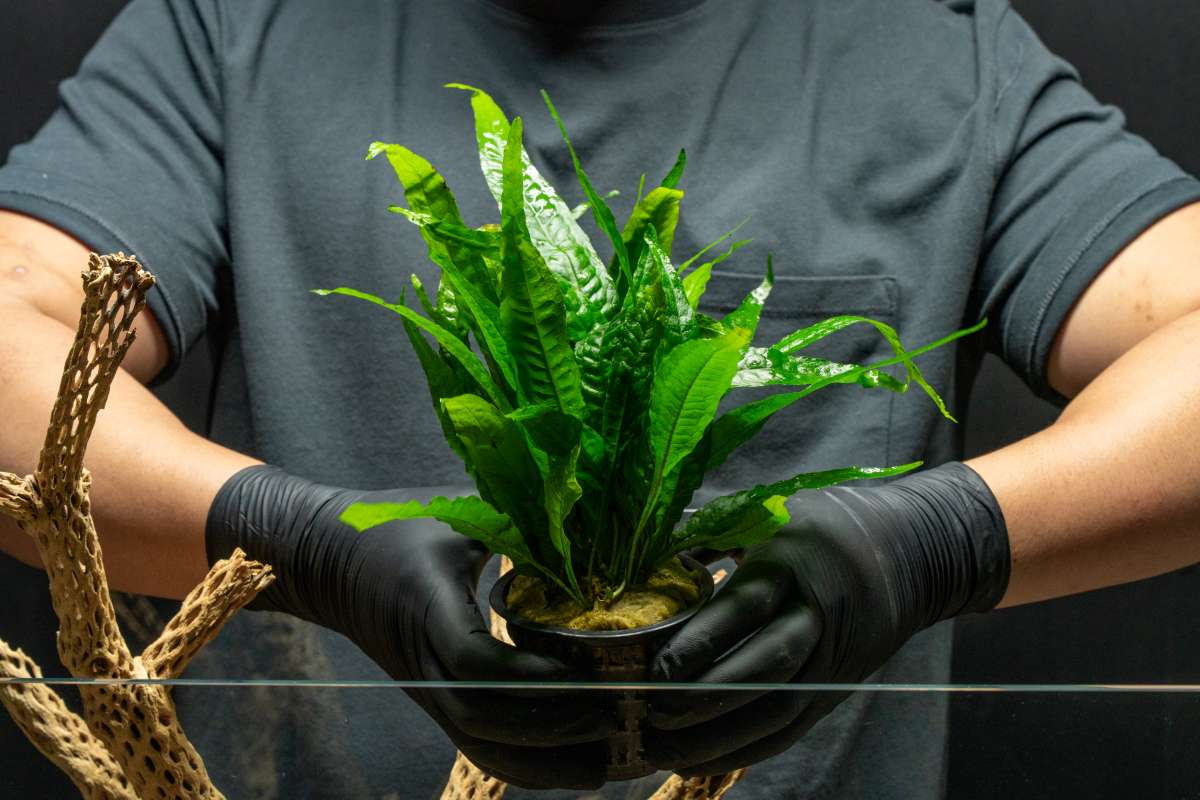 Live Aquarium Plant product image 2