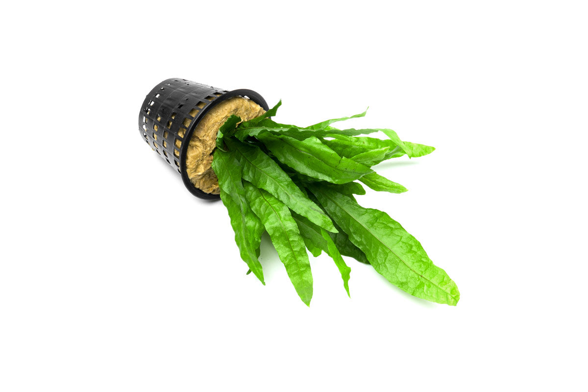 Live Aquarium Plant product image 3