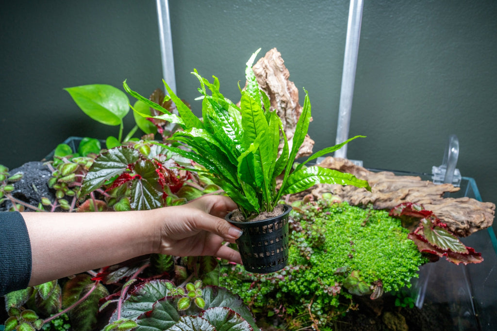 Live Aquarium Plant product image 4