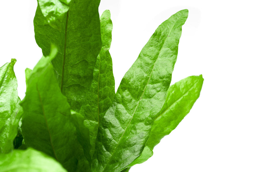 Live Aquarium Plant product image 5