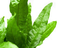 Live Aquarium Plant product image 5