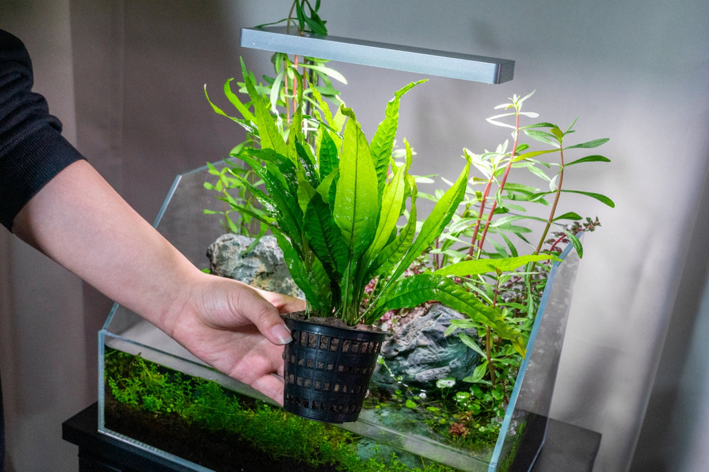 Live Aquarium Plant product image 6