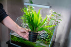 Live Aquarium Plant product image 6