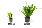Live Aquarium Plant product image 7
