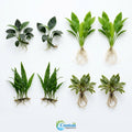 Aquarium Plant Bundle product image 1