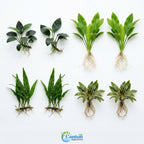 Aquarium Plant Bundle product image 1