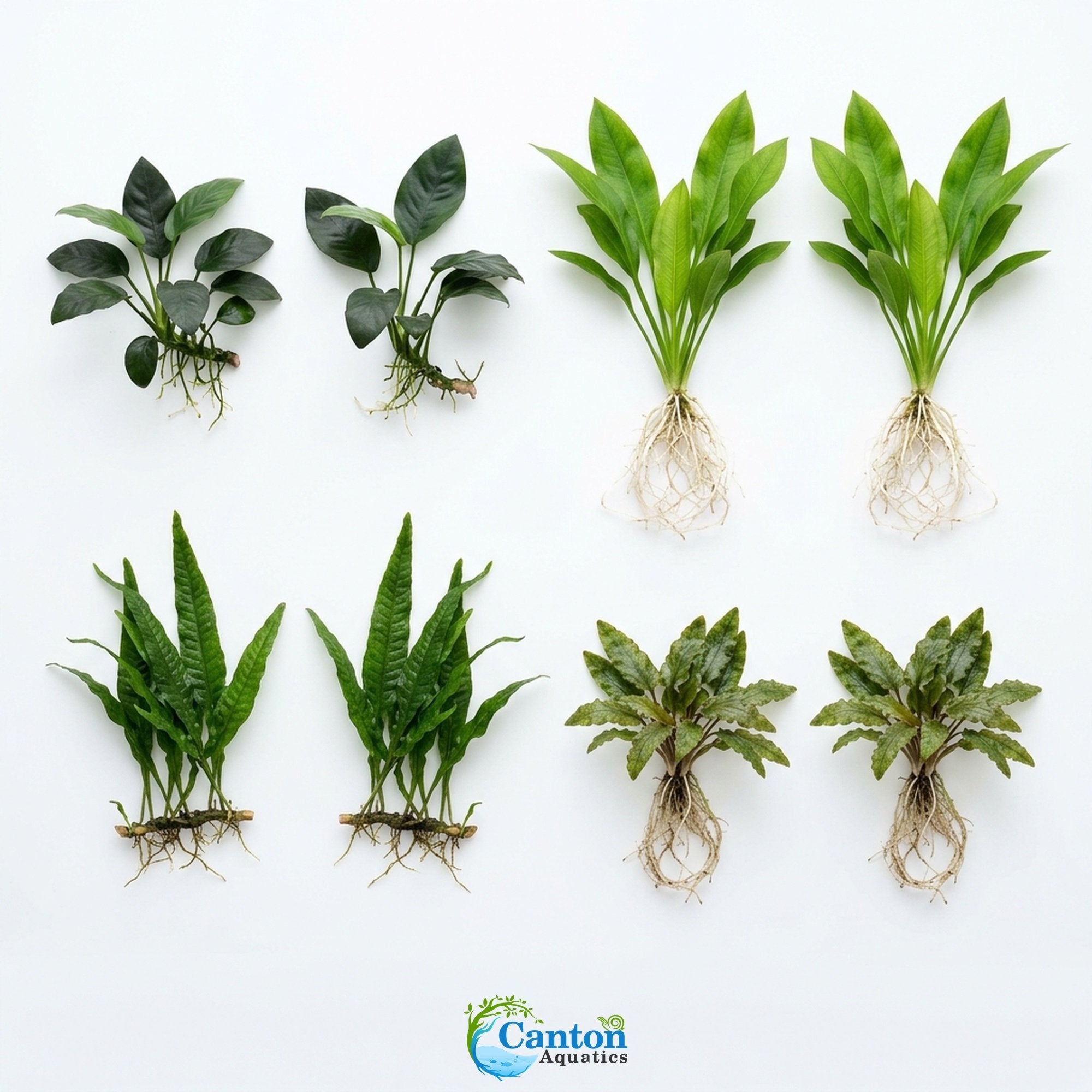 Aquarium Plant Bundle product image 1