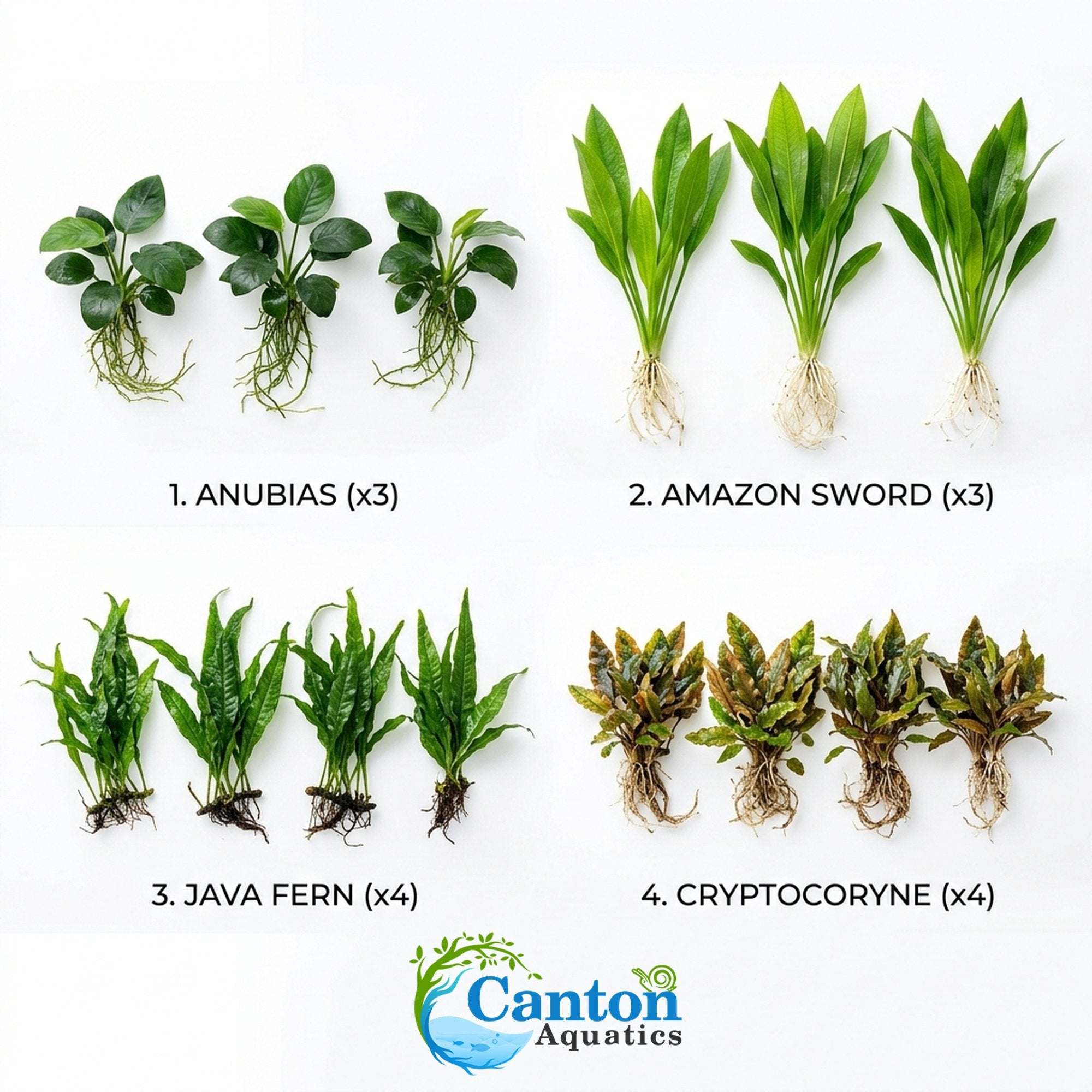 Aquarium Plant Bundle product image 2