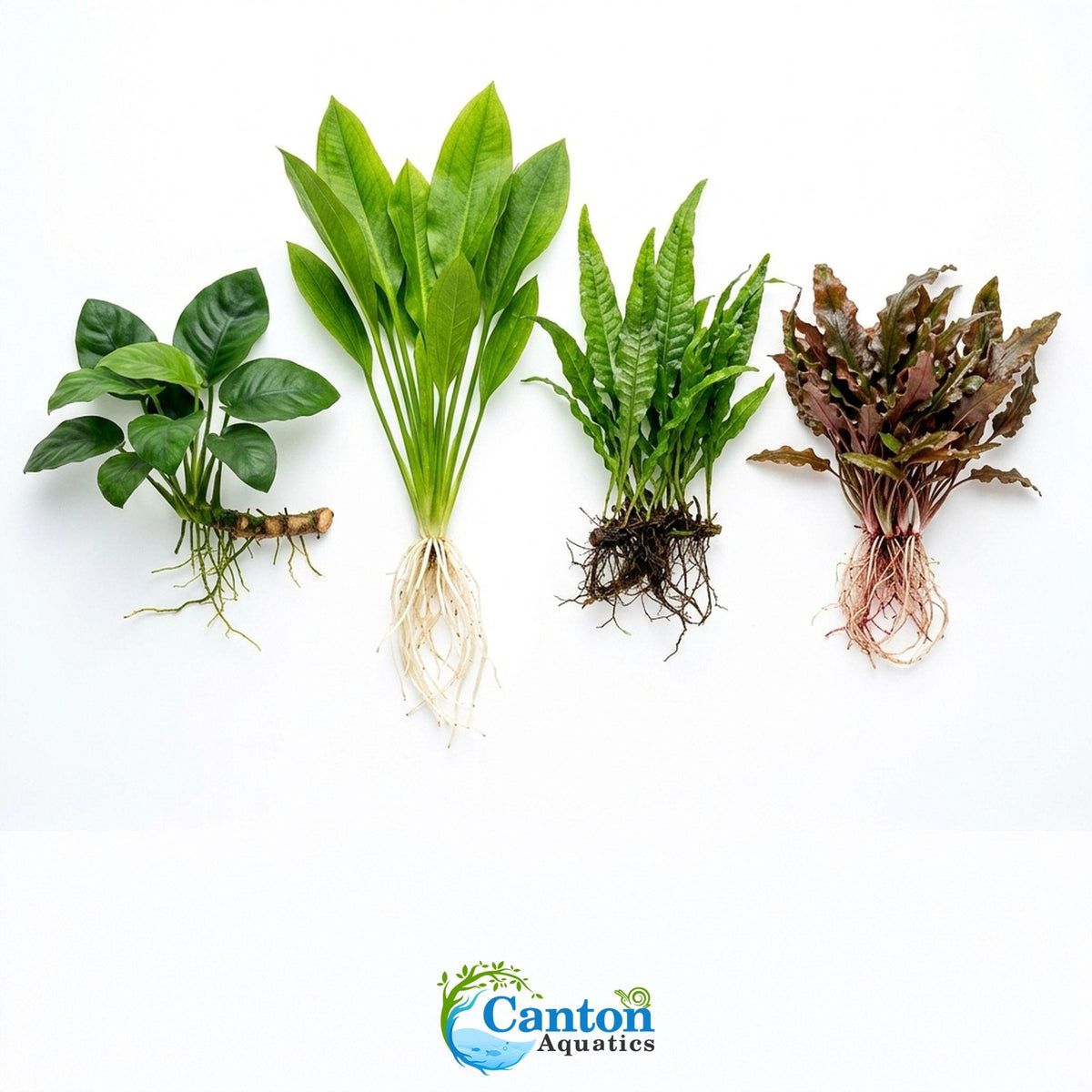 Aquarium Plant Bundle product image 3