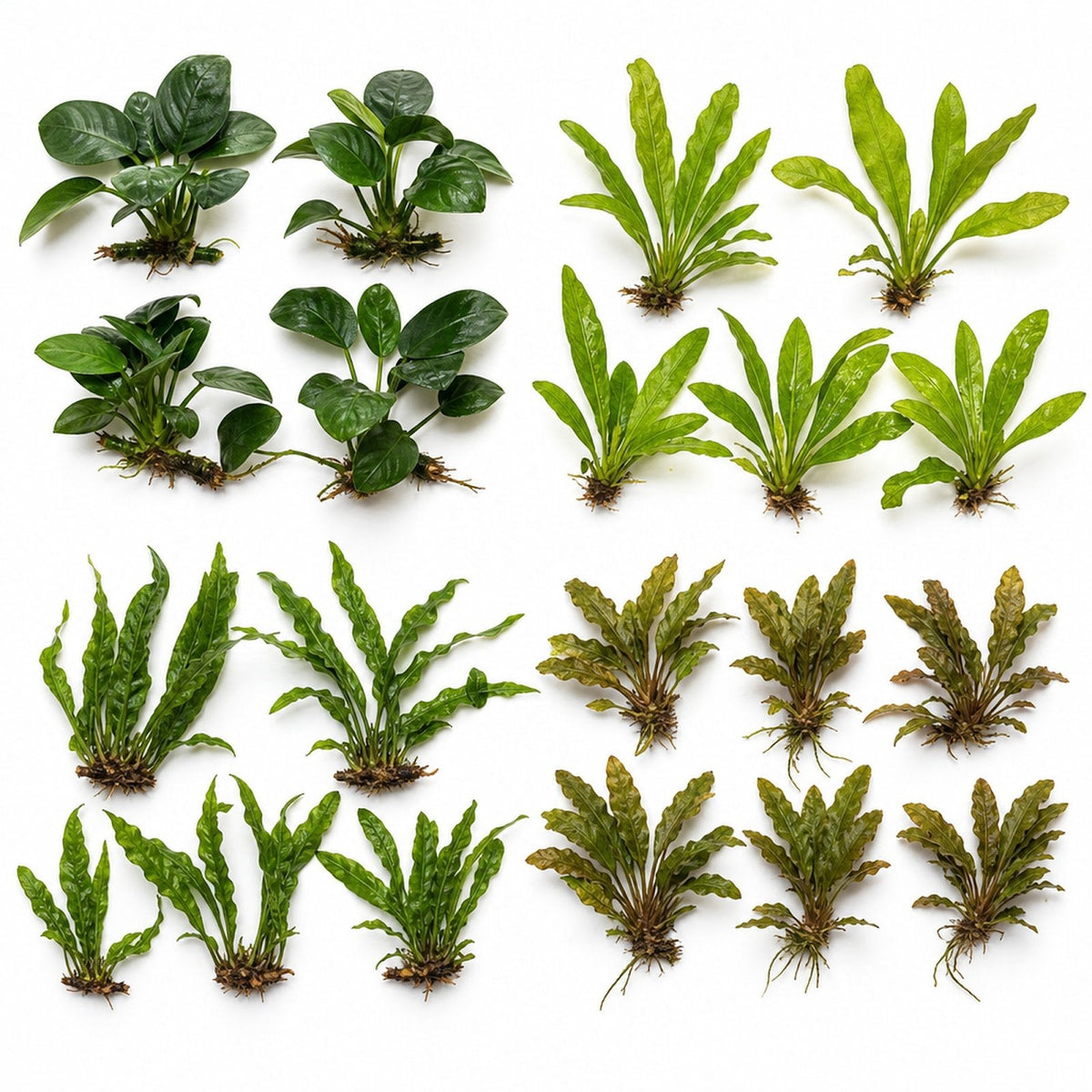 Aquarium Plant Bundle product image 4