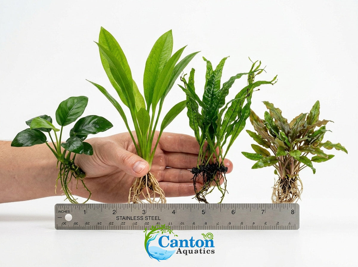 Aquarium Plant Bundle product image 5